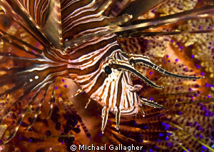 Juvenile lionfish sheltering amongst the spines of a fire... by Michael Gallagher 
